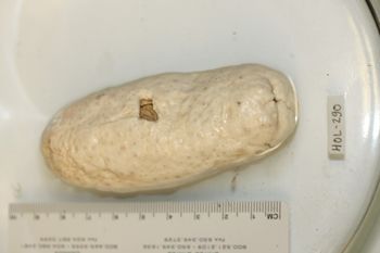 Media type: image;   Invertebrate Zoology HOL-290 Description: Preserved specimen.;